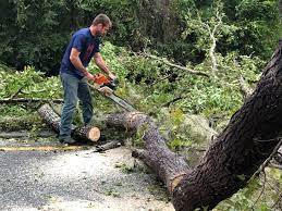 Best Emergency Tree Removal  in New Paris, IN