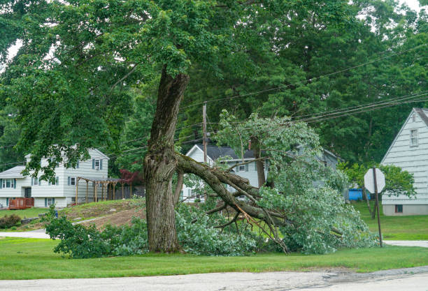 Best Commercial Tree Services  in New Paris, IN