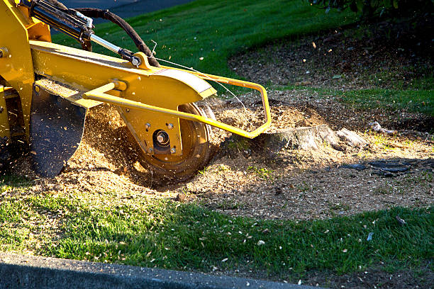 Best Palm Tree Trimming  in New Paris, IN